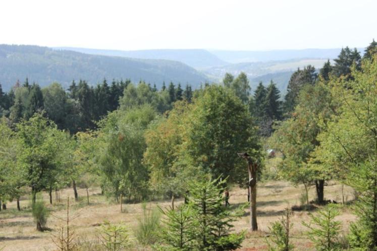 Gartenhaus - Dietzhaeuschen Suhl Εξωτερικό φωτογραφία